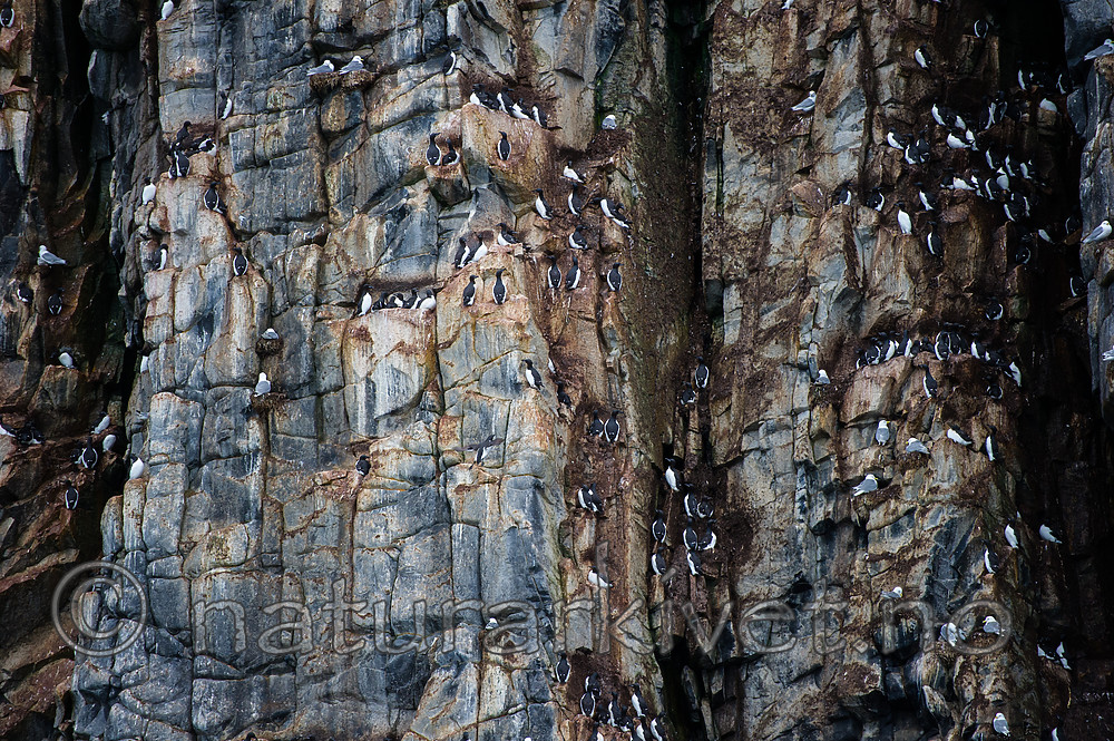 BB_20160721_0159 / Rissa tridactyla / Krykkje <br /> Uria lomvia / Polarlomvi