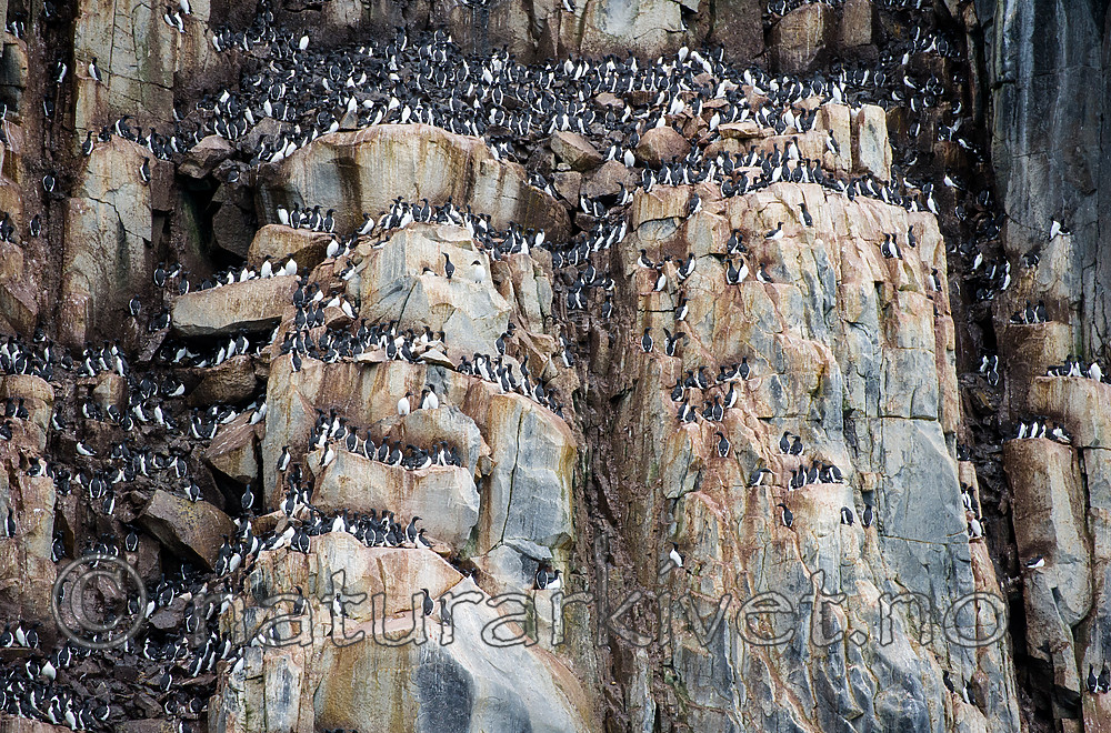 BB_20160721_0172 / Uria lomvia / Polarlomvi