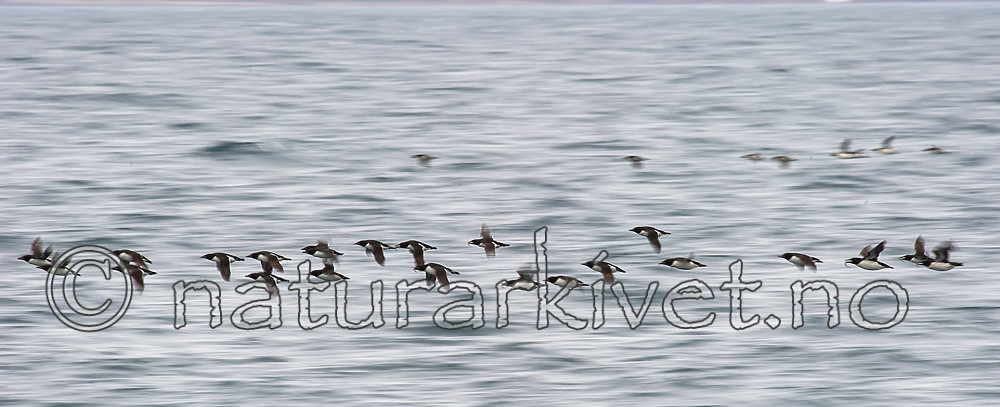 BB_20160721_0238 / Uria lomvia / Polarlomvi