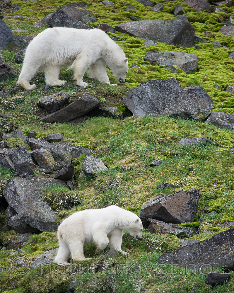 BB_20160721_0328 / Ursus maritimus / Isbjørn