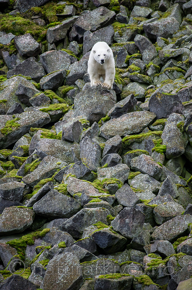 BB_20160721_0374 / Ursus maritimus / Isbjørn
