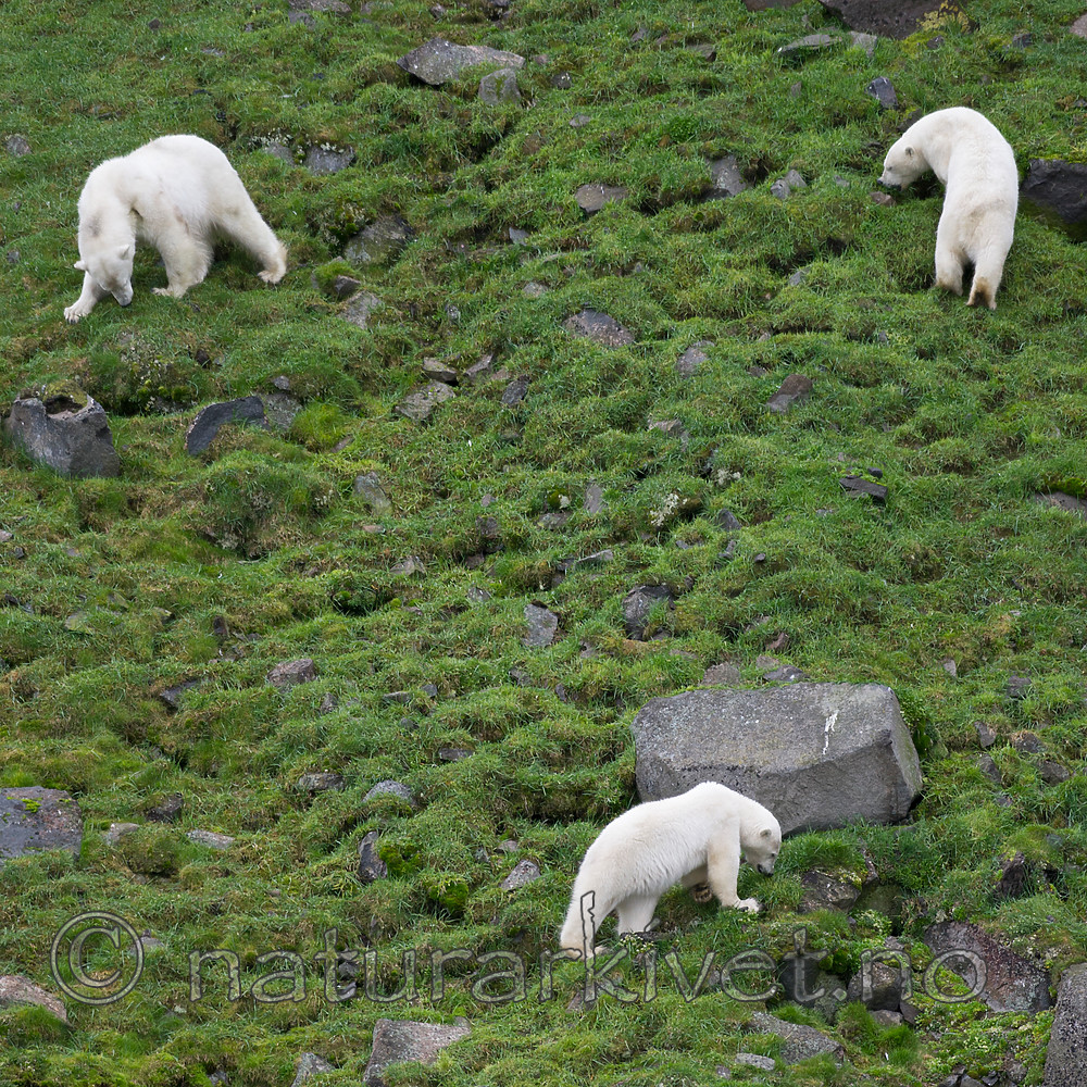 BB_20160721_0434 / Ursus maritimus / Isbjørn