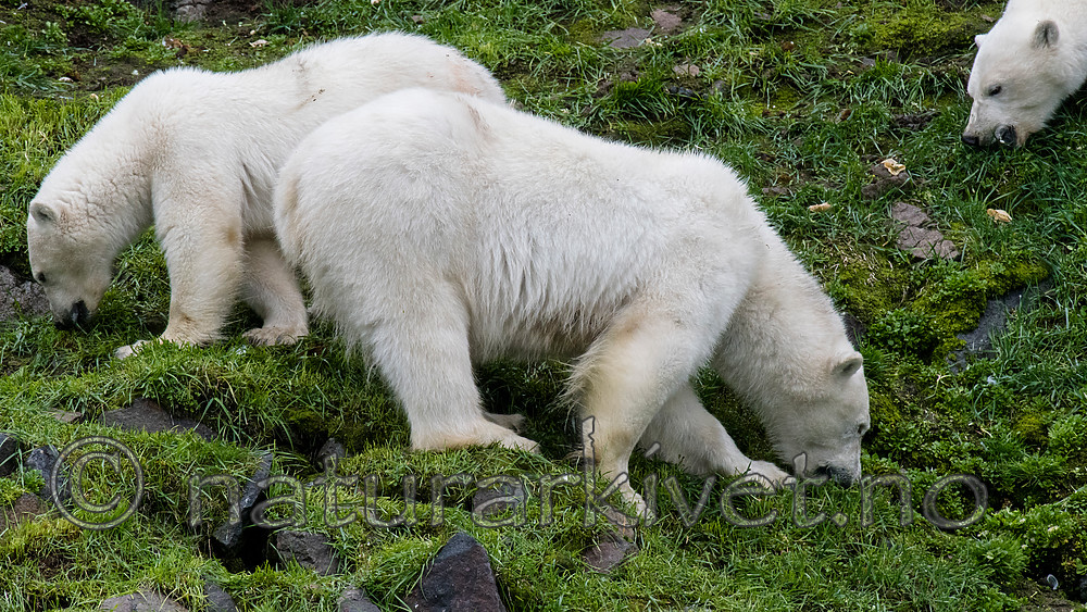 BB_20160721_0518 / Ursus maritimus / Isbjørn