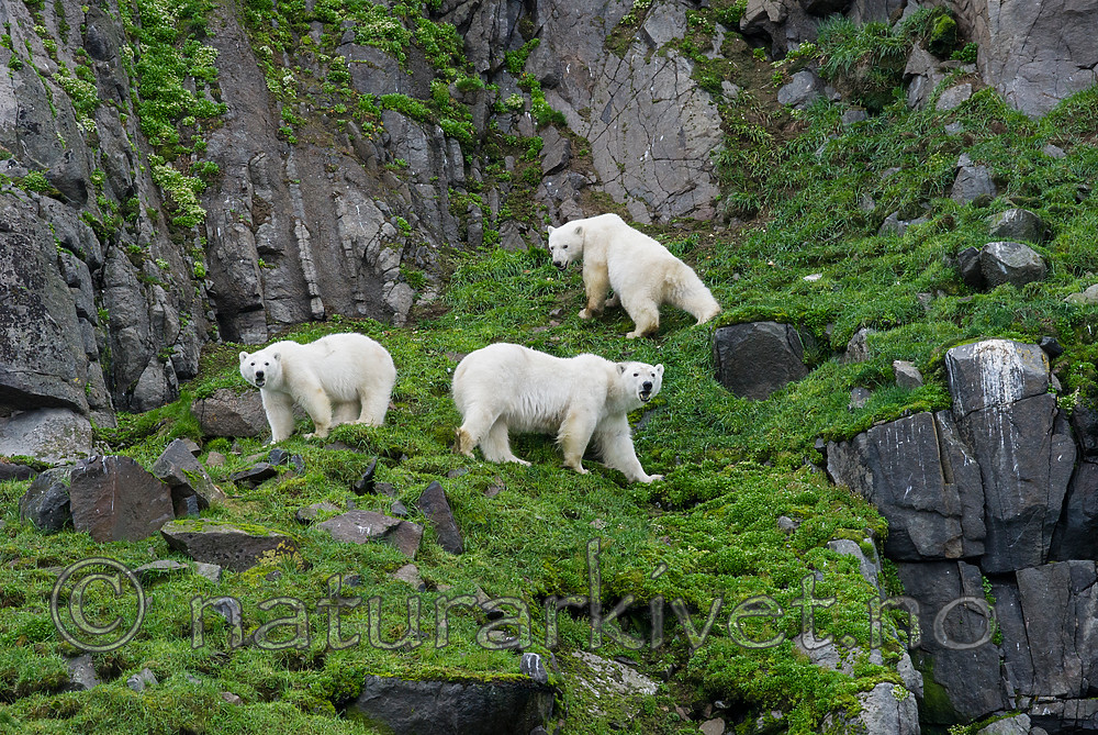 BB_20160721_0528 / Ursus maritimus / Isbjørn
