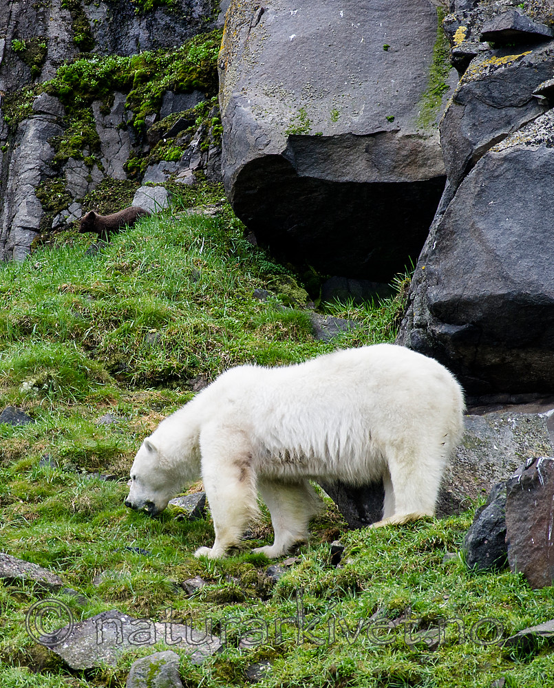 BB_20160721_0577 / Ursus maritimus / Isbjørn <br /> Vulpes lagopus / Fjellrev