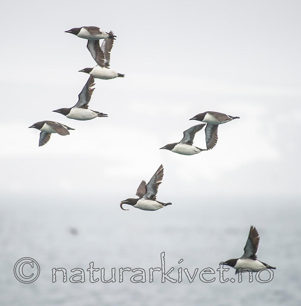 BB_20160721_0633 / Uria lomvia / Polarlomvi