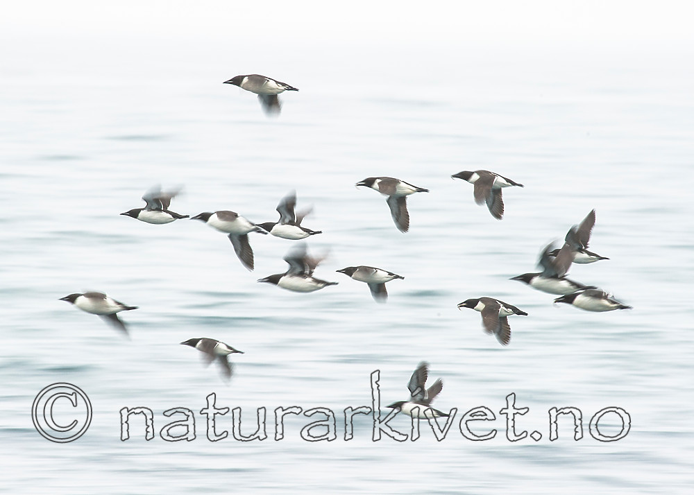 BB_20160721_0647 / Uria lomvia / Polarlomvi