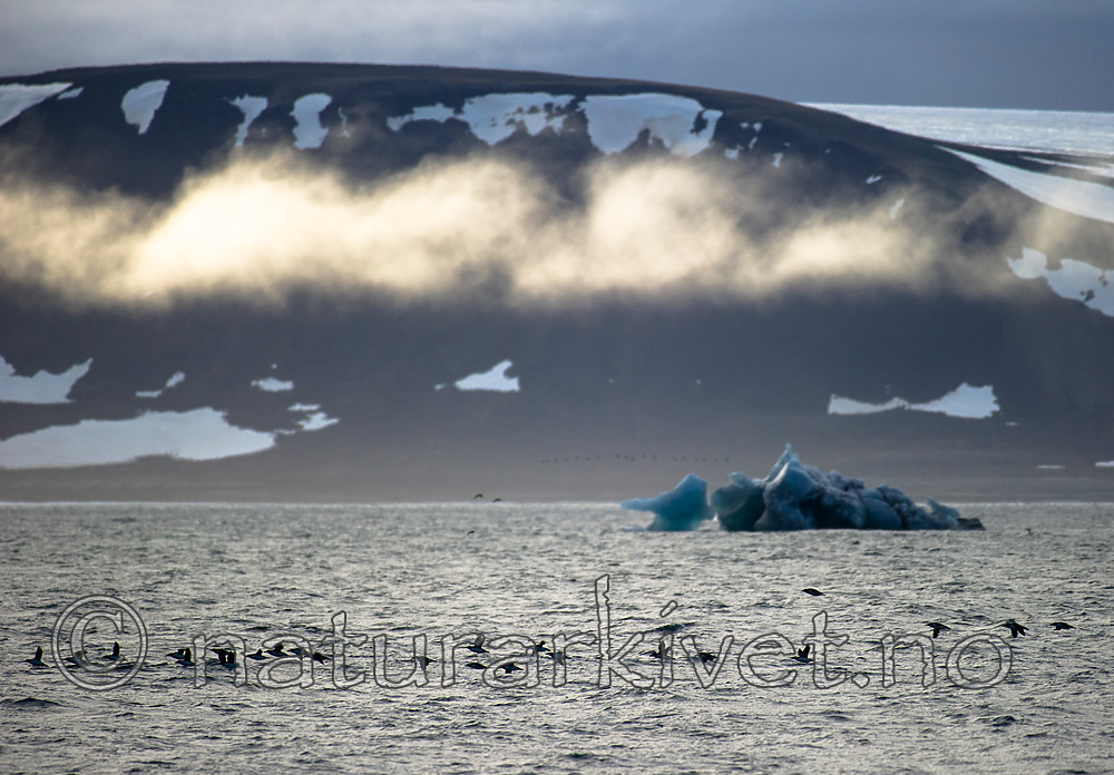 BB_20160722_0017 / Uria lomvia / Polarlomvi