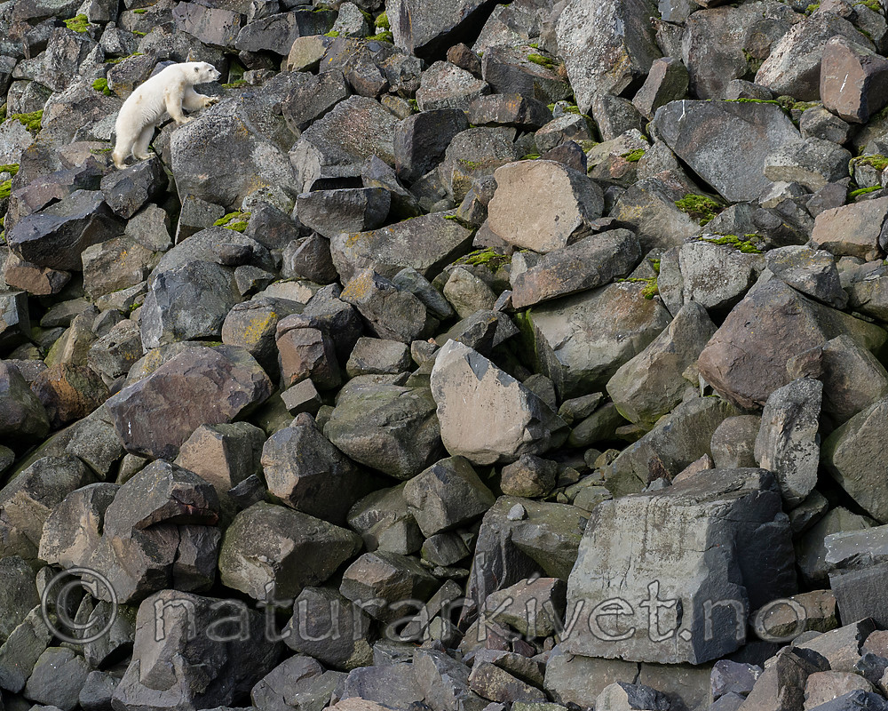 BB_20160722_0365 / Ursus maritimus / Isbjørn