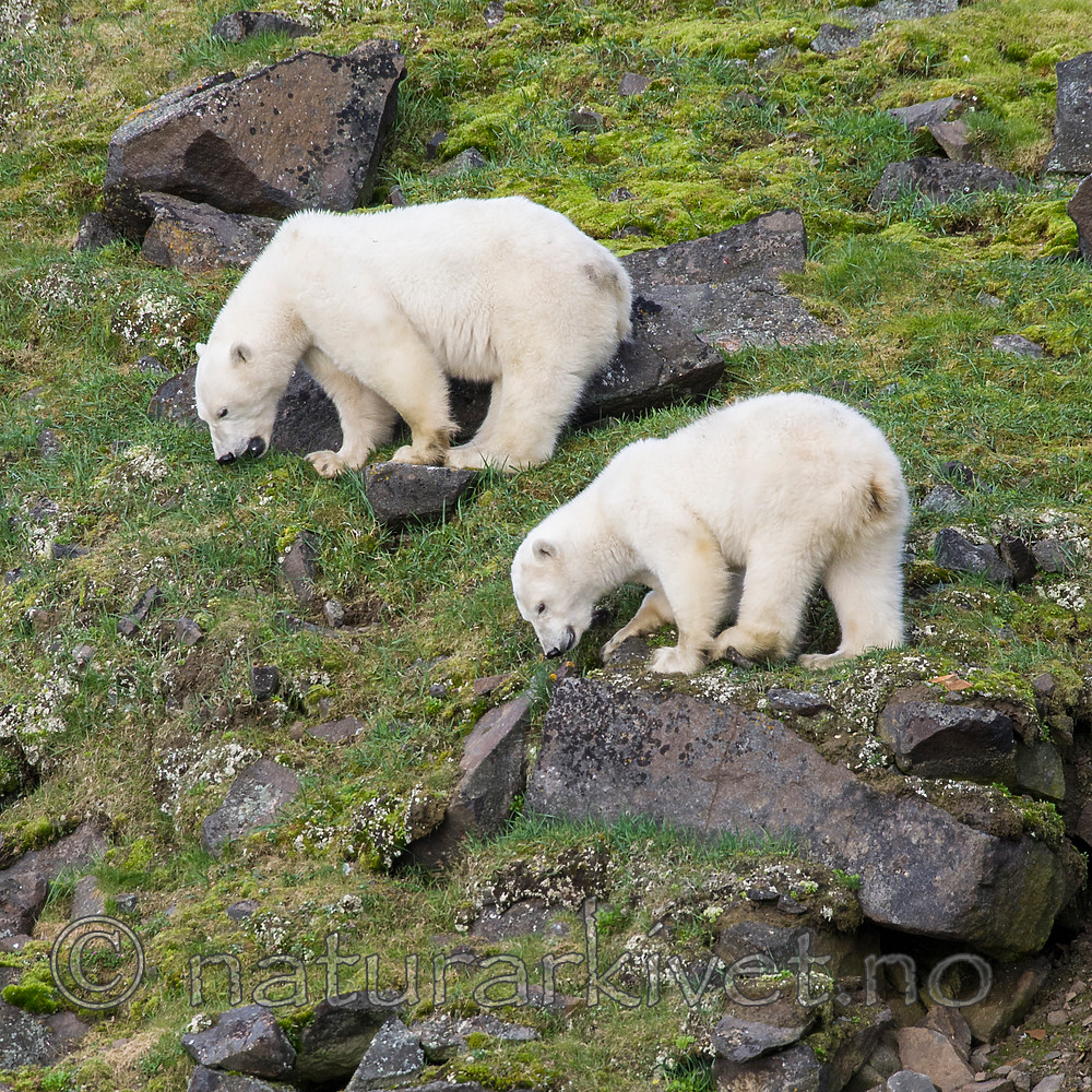 BB_20160722_0437 / Ursus maritimus / Isbjørn