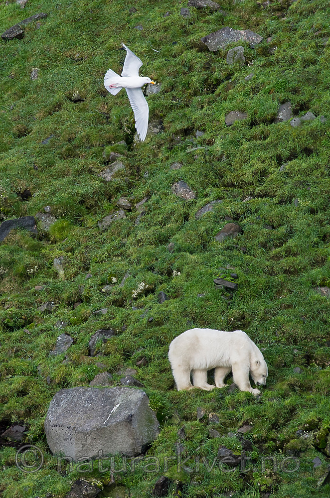 BB_20160722_0499 / Larus hyperboreus / Polarmåke <br /> Ursus maritimus / Isbjørn