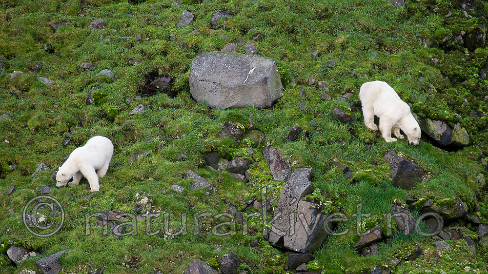 BB_20160722_0507 / Ursus maritimus / Isbjørn