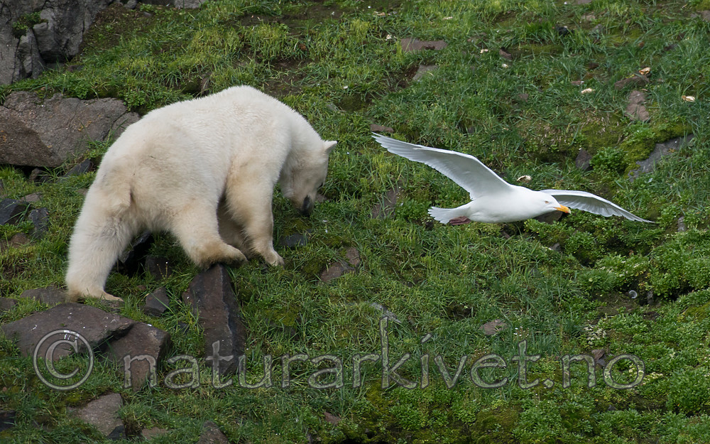 BB_20160722_0568 / Larus hyperboreus / Polarmåke <br /> Ursus maritimus / Isbjørn