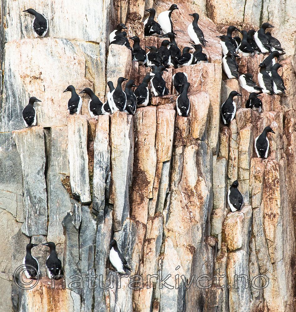 BB_20160722_0610 / Uria lomvia / Polarlomvi