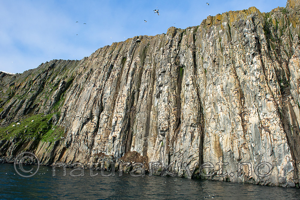 BB_20160722_0676 / Rissa tridactyla / Krykkje <br /> Uria lomvia / Polarlomvi <br /> Ursus maritimus / Isbjørn