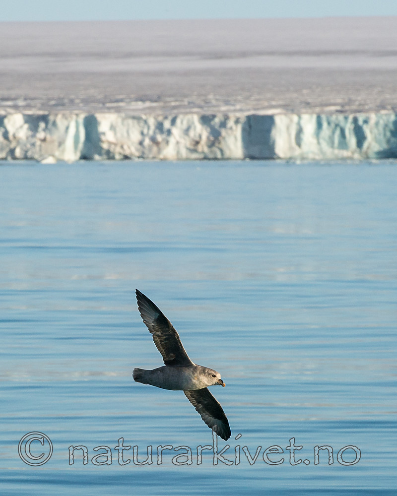 BB_20160723_0144 / Fulmarus glacialis / Havhest
