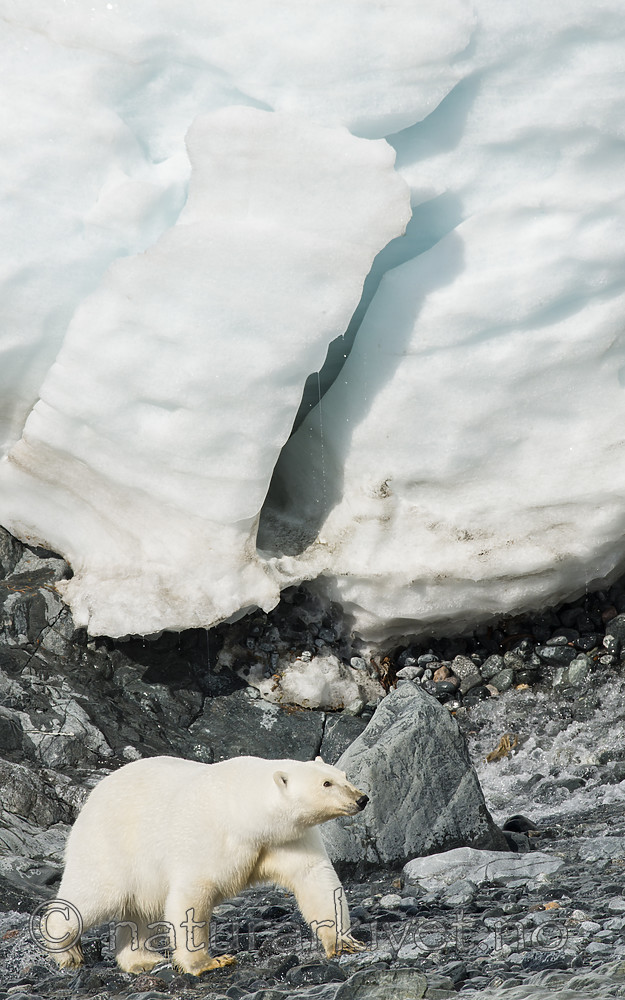 BB_20160723_0377 / Ursus maritimus / Isbjørn