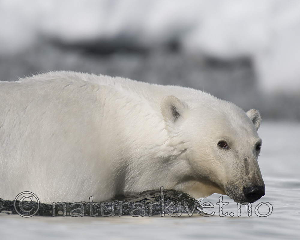 BB_20160723_0421 / Ursus maritimus / Isbjørn