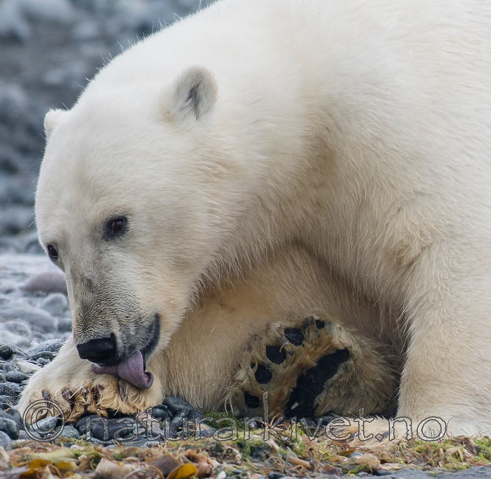 BB_20160724_0069 / Ursus maritimus / Isbjørn