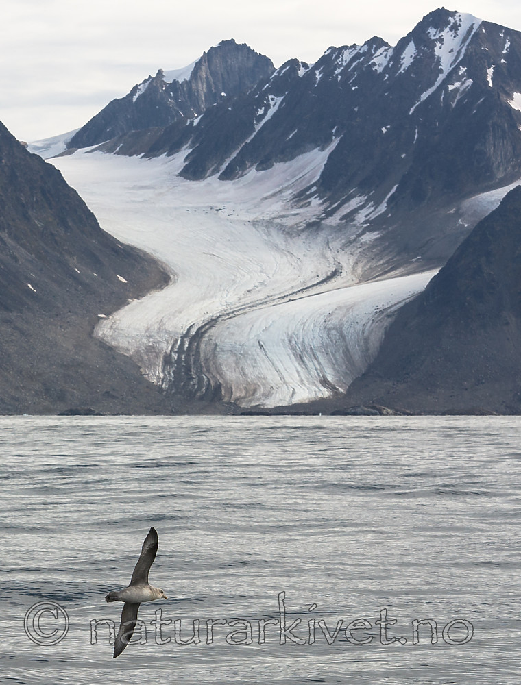 BB_20160726_0098 / Fulmarus glacialis / Havhest