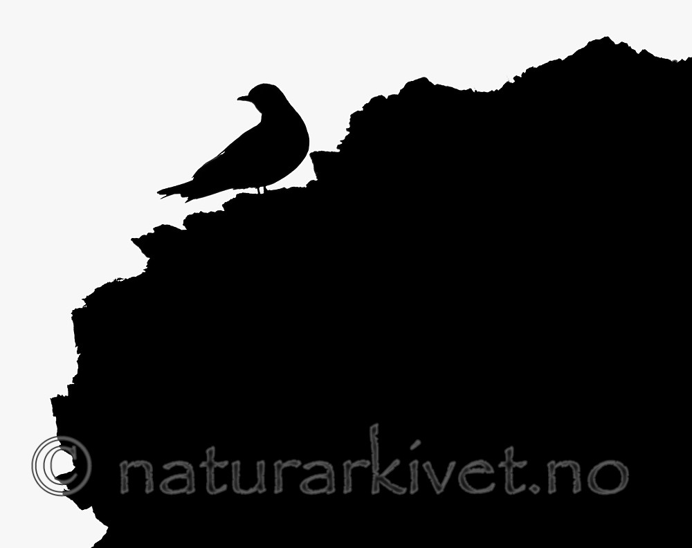 BB_20160726_0180 / Rissa tridactyla / Krykkje