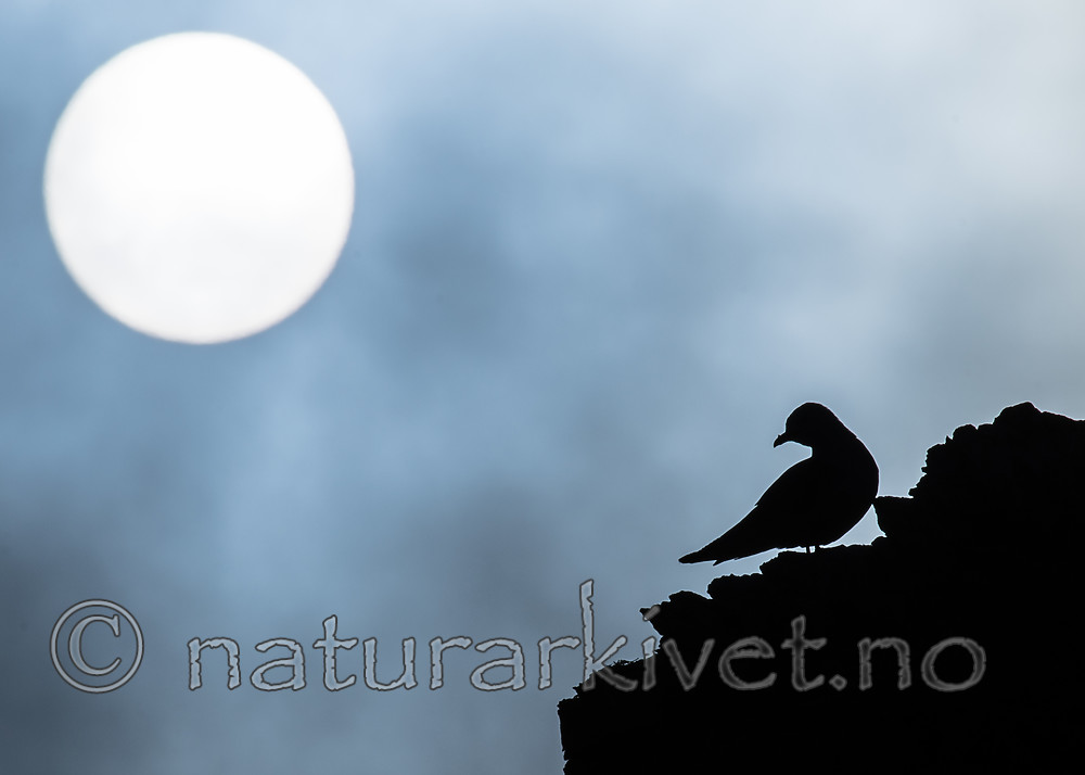 BB_20160726_0182 / Rissa tridactyla / Krykkje