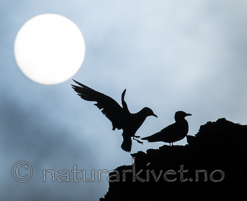 BB_20160726_0184 / Rissa tridactyla / Krykkje