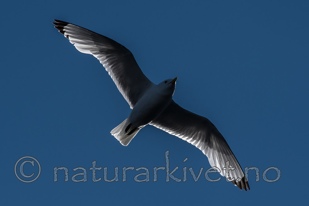 BB_20160726_0188 / Rissa tridactyla / Krykkje