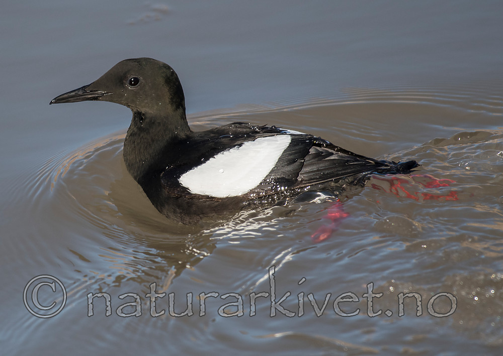 BB_20160726_0322 / Cepphus grylle / Teist