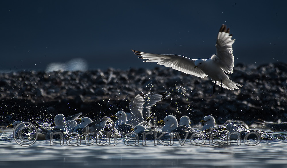 BB_20160726_0434 / Rissa tridactyla / Krykkje