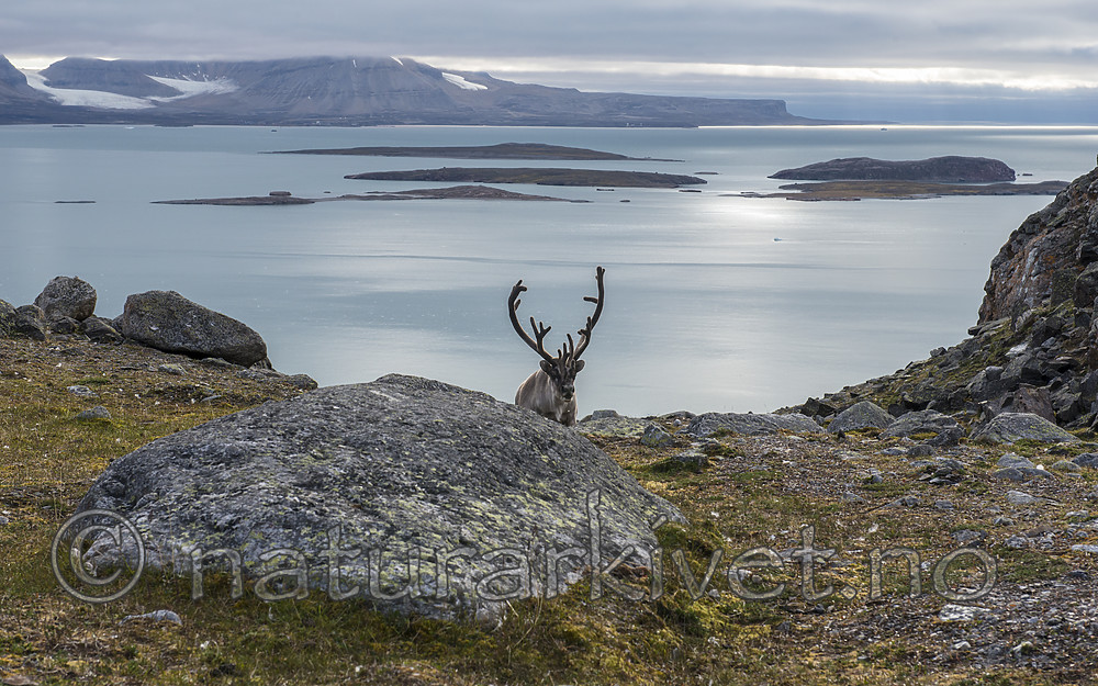 BB_20160726_0443 / Rangifer tarandus platyrhynchus / Svalbardrein
