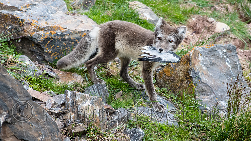 BB_20160726_0500 / Rissa tridactyla / Krykkje <br /> Vulpes lagopus / Fjellrev