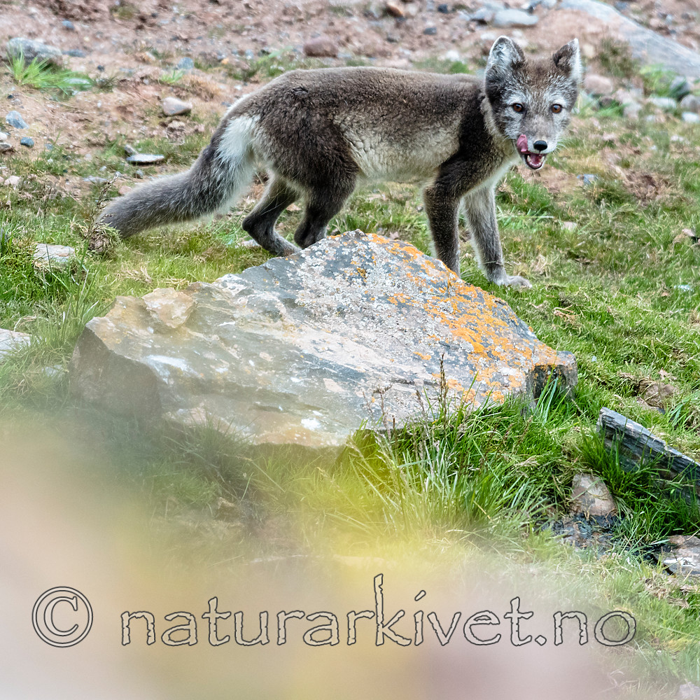 BB_20160726_0512 / Vulpes lagopus / Fjellrev
