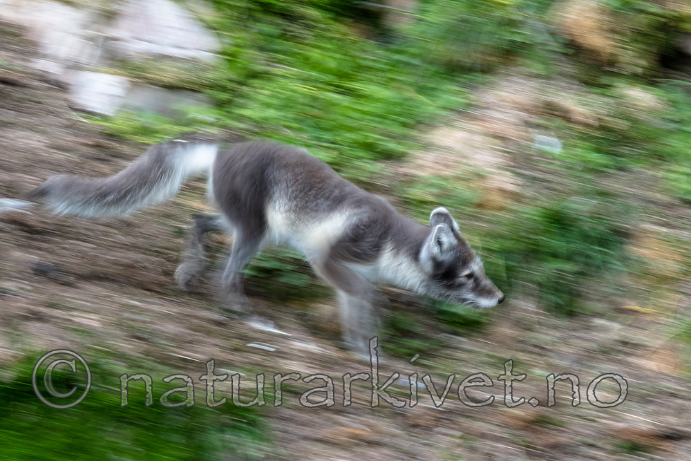BB_20160726_0523 / Vulpes lagopus / Fjellrev