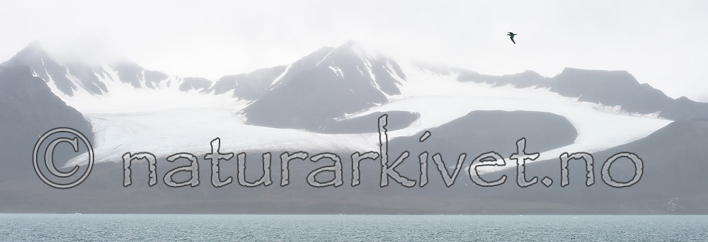 BB_20160727_0073 / Rissa tridactyla / Krykkje