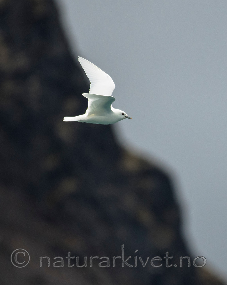 BB_20160727_0143 / Pagophila eburnea / Ismåke