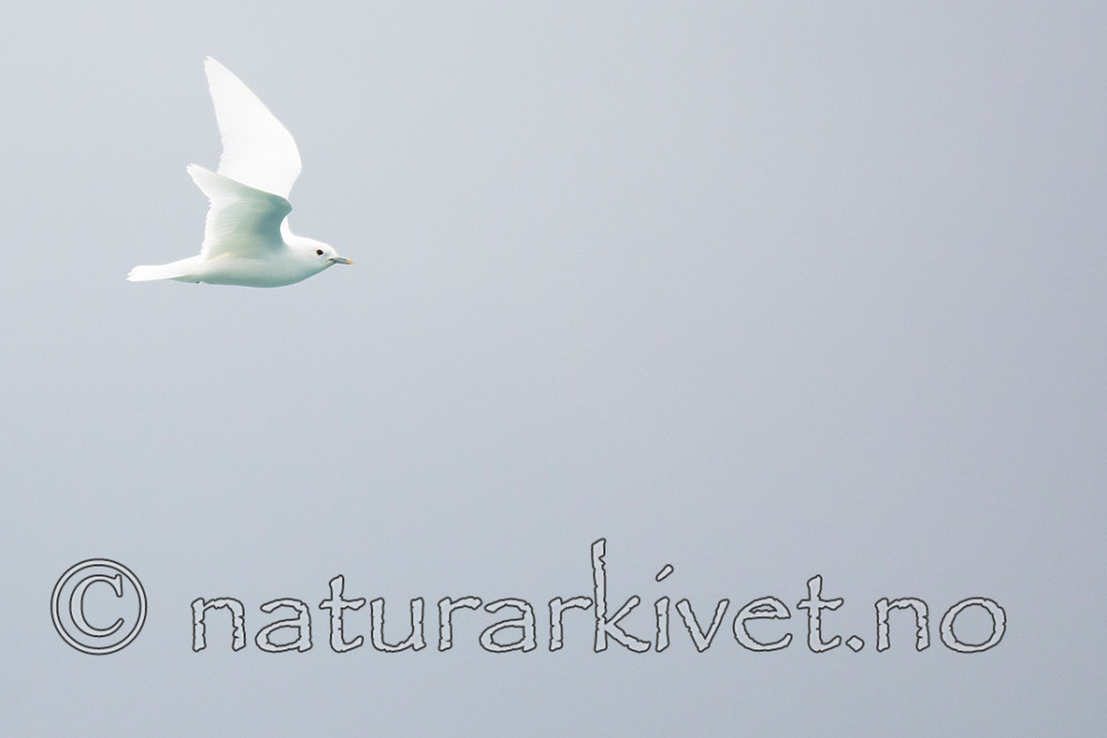 BB_20160727_0146 / Pagophila eburnea / Ismåke