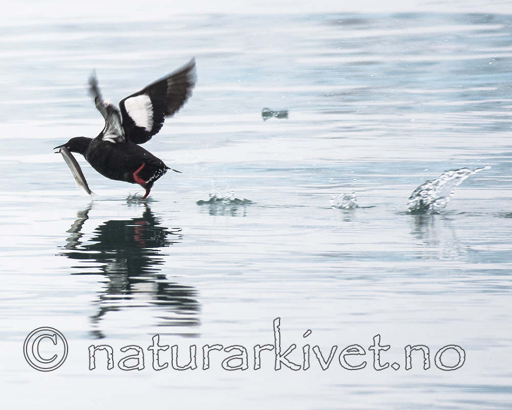 BB_20160727_0205 / Cepphus grylle / Teist