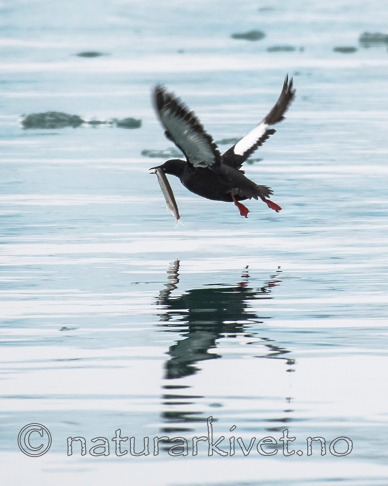 BB_20160727_0206 / Cepphus grylle / Teist