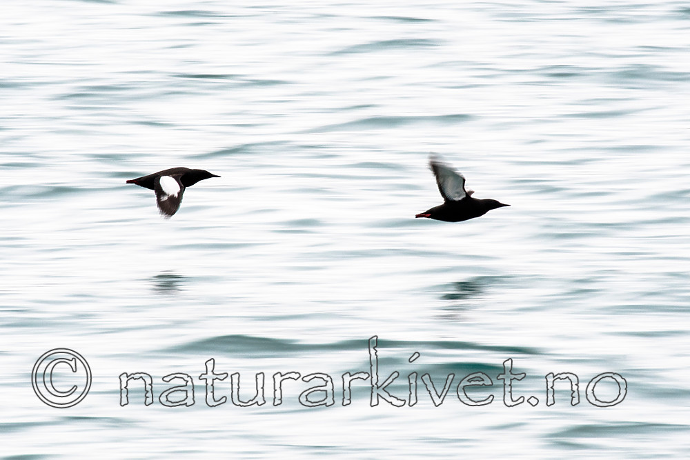 BB_20160727_0242 / Cepphus grylle / Teist