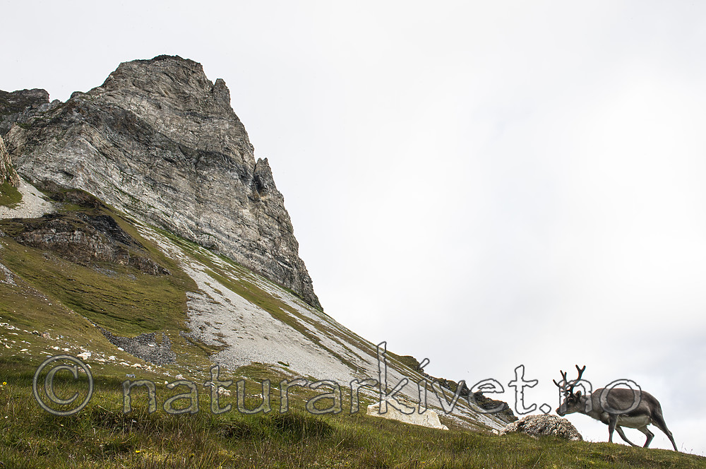 BB_20160728_0061 / Rangifer tarandus platyrhynchus / Svalbardrein
