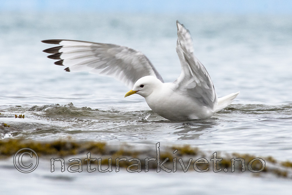 BB_20160728_0118 / Rissa tridactyla / Krykkje