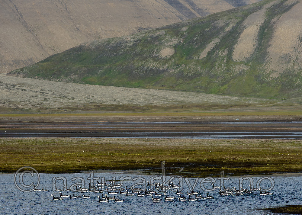 BB_20160729_0028 / Branta leucopsis / Hvitkinngås