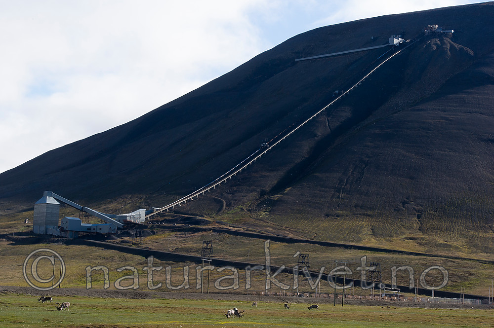 BB_20160729_0033 / Rangifer tarandus platyrhynchus / Svalbardrein