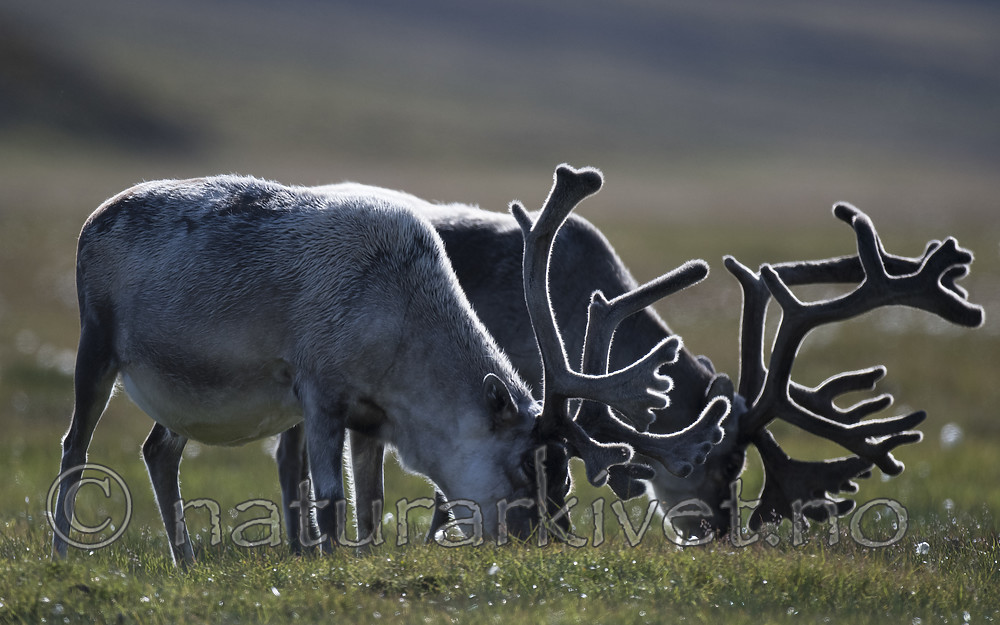 BB_20160729_0039 / Rangifer tarandus platyrhynchus / Svalbardrein