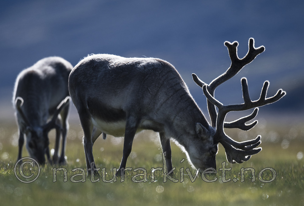 BB_20160729_0048 / Rangifer tarandus platyrhynchus / Svalbardrein