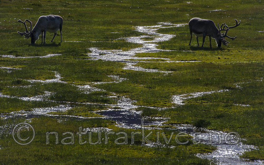 BB_20160729_0058 / Rangifer tarandus platyrhynchus / Svalbardrein