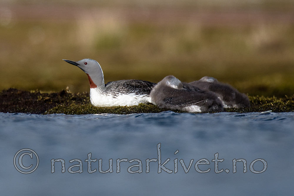 BB_20160729_0099 / Gavia stellata / Smålom