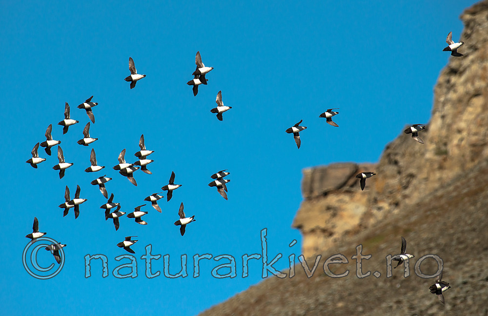 BB_20160729_0112 / Alle alle / Alkekonge