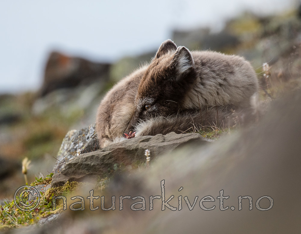 BB_20160729_0153 / Vulpes lagopus / Fjellrev